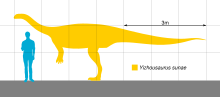 Yizhousaurus taille comparée à l'humain