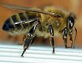 歐洲黑蜂工蜂