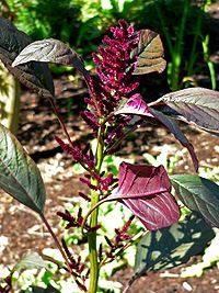 Amaranthus cruentus