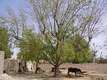 Animal Section in a rural Punjabi home.JPG