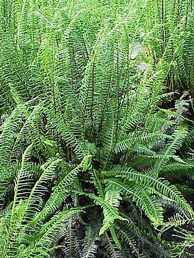 Blechnum spicant