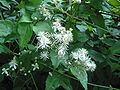 Clematis vitalba L.