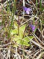 Tučnice obecná (Pinguicula vulgaris)