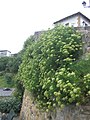 Vista de la planta amb flors