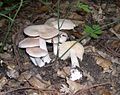 !!Entoloma sinuatum!!