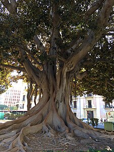 Sur la place de Tetuan à Valence