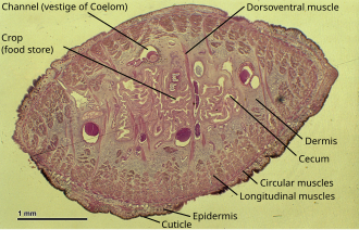 Cross-section of a leech showing its anatomy