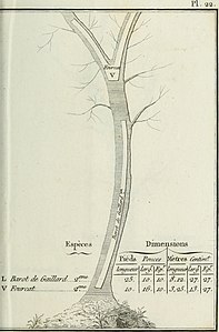 Louis Joseph Marie Achille Goujon, Des bois propres aux constructions navales, manuel à l'usage des agents forestiers et maritimes. Gabarit d'un barot de gaillard