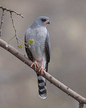 Gabara melierakso, plenkreskulo de M. g. aequatorius