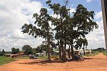 Aloi Round-about in Alebtong District is made with trees.