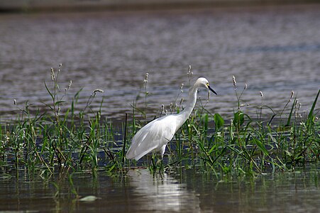 En Caño Negro - Kostariko