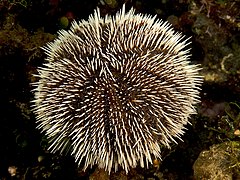 Tripneustes ventricosus, un Toxopneustidae