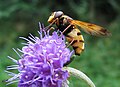 Volucella inanis