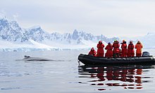 Fotografie nafukovací lodi s několika lidmi oblečenými v oranžových velmi teplých oblecích, vedle nich z moře vykukuje hřbet keporkaka a na pozadí jsou ledovce
