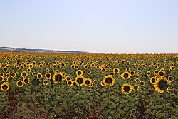 2022-07-22 - Visita a la explotación de aromáticas y girasol y la destilería del Tractorista de Castilla - 52233356193