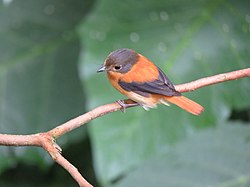 Black-and-orange flycatcher IMG 0998