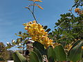 Tara (Caesalpinia spinosa)