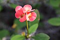 Euphorbia milii var. splendens.