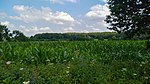 Waldgebiet Lehmholz im FFH-Gebiet Wälder bei Bergenhusen