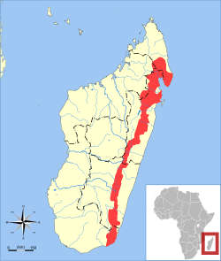 Distribución de la mangosta de franjas anchas