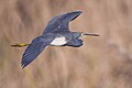 Tricoloured Heron