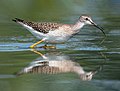 Image 5Lesser yellowlegs at Jamaica Bay Wildlife Refuge