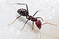 Iridomyrmex purpureus