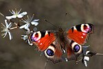 Peacock butterfly Aglais io