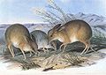 ジョン・グールド『オーストラリアの哺乳類』