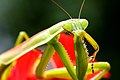 Tenodera aridifolia