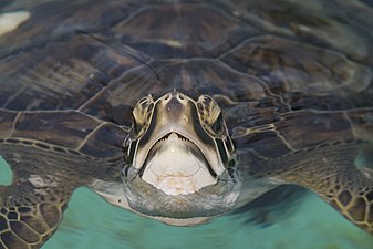 Green sea turtle