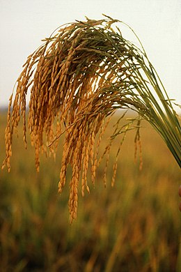 Sėjamasis ryžis (Oryza sativa)