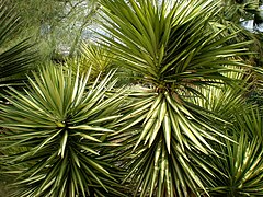 Yucca aloifolia