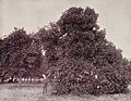 Orange grove in 1893