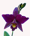 Cattleya cultivar