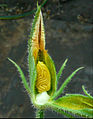 ペポカボチャ（ウリ科）の雄花断面: 合体雄蕊をもつ