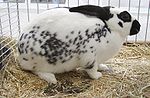 Un lapin rex dalmatien, une des nombreuses races de lapins domestiques.