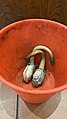 Geoduck before cooking at a Chinese restaurant in Sunnyvale, California