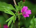 "flowers and foliage"