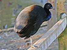 Grey-winged Trumpeter (Psophia crepitans) RWD.jpg