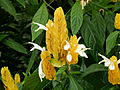 Bractées jaunes de Pachystachys lutea