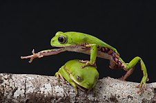 A Phyllomedusa rohdei frog steps over its friend, seen in Brazil. Photo by Renato Augusto Martins