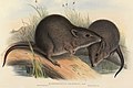 15 avril 2016 - Je te dis qu'ils parlent du potoroo de Gilbert sur Wikipédia - Tes théories du complot ça devient lourd