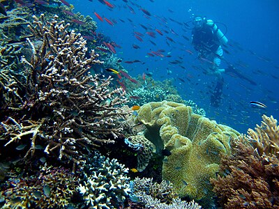 Terumbu karang di Pulau Piaynemo, Raja Ampat, Indonesia