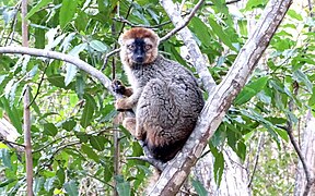 Red-fronted brown lemur at Isalo National Park