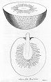 Sections of a breadfruit