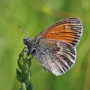 Small heath (Coenonympha pamphilus) P