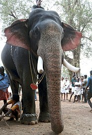 കേരള സംസ്ഥാനത്തിന്റെ ഔദ്യോഗിക മൃഗമായ ഇന്ത്യൻ ആന