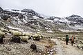 Alpine tundra climate in Sierra de La Culata