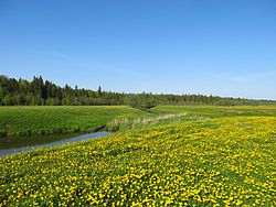 Floodplain of the Bistrica River, Kumyonsky District